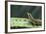 Four Spot Day Gecko-DLILLC-Framed Photographic Print