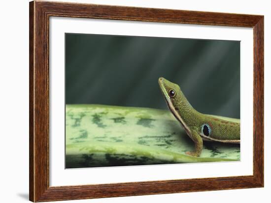 Four Spot Day Gecko-DLILLC-Framed Photographic Print