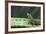 Four Spot Day Gecko-DLILLC-Framed Photographic Print