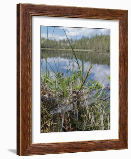 Four-spotted chaser dragonfly (Libellula quadrimaculata) just emerged. Finland-Jussi Murtosaari-Framed Photographic Print