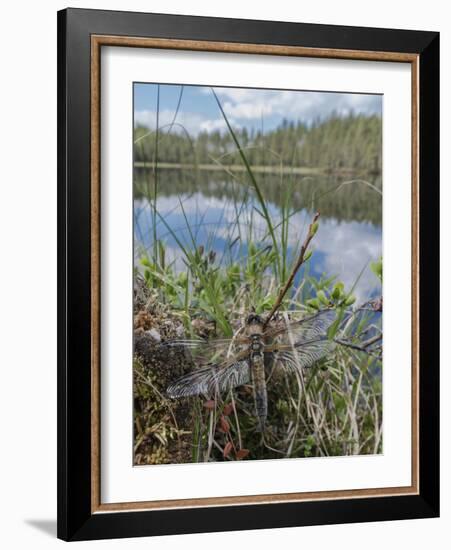 Four-spotted chaser dragonfly (Libellula quadrimaculata) just emerged. Finland-Jussi Murtosaari-Framed Photographic Print