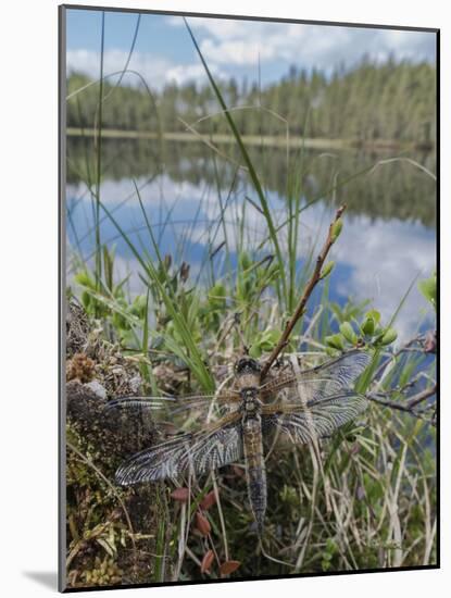 Four-spotted chaser dragonfly (Libellula quadrimaculata) just emerged. Finland-Jussi Murtosaari-Mounted Photographic Print