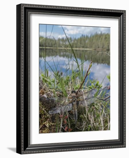 Four-spotted chaser dragonfly (Libellula quadrimaculata) just emerged. Finland-Jussi Murtosaari-Framed Photographic Print