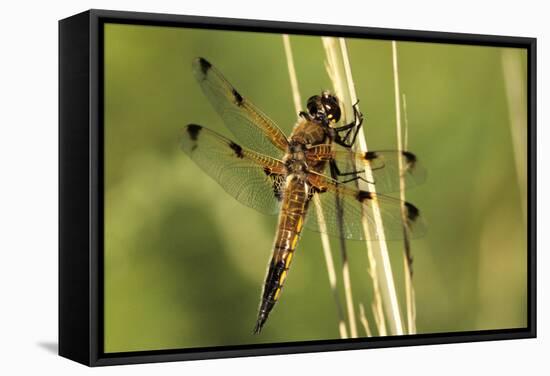 Four-spotted Chaser Dragonfly-Adrian Bicker-Framed Premier Image Canvas