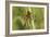 Four-spotted Chaser Dragonfly-Adrian Bicker-Framed Photographic Print