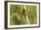 Four-spotted Chaser Dragonfly-Adrian Bicker-Framed Photographic Print