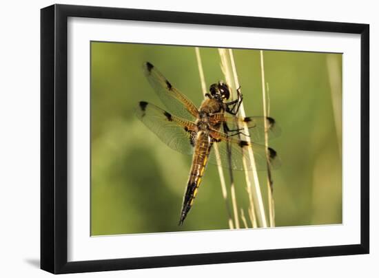 Four-spotted Chaser Dragonfly-Adrian Bicker-Framed Photographic Print