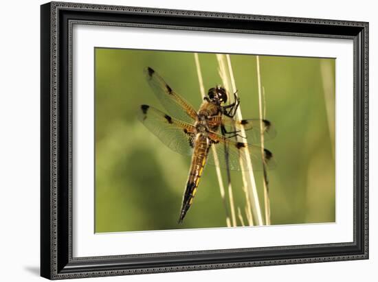 Four-spotted Chaser Dragonfly-Adrian Bicker-Framed Photographic Print