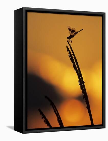 Four-Spotted Pennant, Welder Wildlife Refuge, Sinton, Texas, USA-Rolf Nussbaumer-Framed Premier Image Canvas