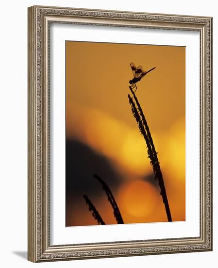 Four-Spotted Pennant, Welder Wildlife Refuge, Sinton, Texas, USA-Rolf Nussbaumer-Framed Photographic Print