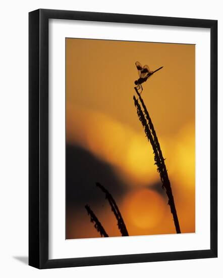 Four-Spotted Pennant, Welder Wildlife Refuge, Sinton, Texas, USA-Rolf Nussbaumer-Framed Photographic Print