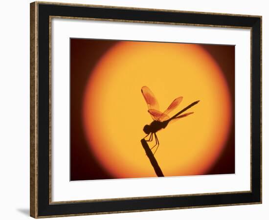 Four-Spotted Pennant, Welder Wildlife Refuge, Sinton, Texas, USA-Rolf Nussbaumer-Framed Photographic Print