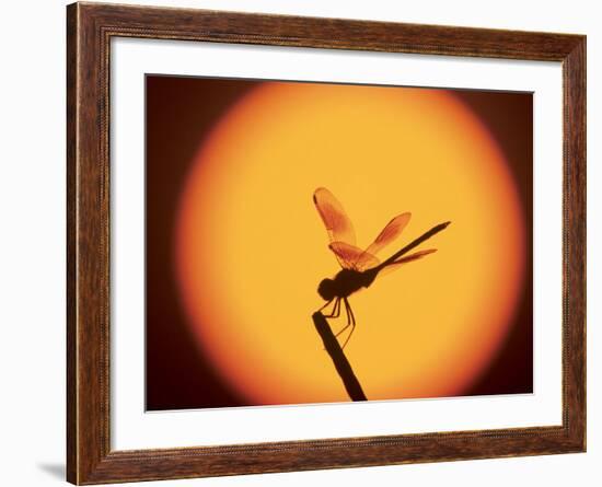 Four-Spotted Pennant, Welder Wildlife Refuge, Sinton, Texas, USA-Rolf Nussbaumer-Framed Photographic Print