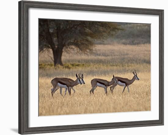 Four Springbok (Antidorcas Marsupialis), Kgalagadi Transfrontier Park, Encompassing the Former Kala-James Hager-Framed Photographic Print