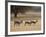 Four Springbok (Antidorcas Marsupialis), Kgalagadi Transfrontier Park, Encompassing the Former Kala-James Hager-Framed Photographic Print