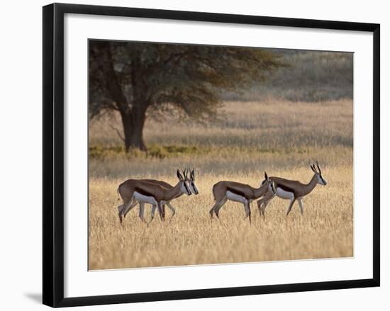 Four Springbok (Antidorcas Marsupialis), Kgalagadi Transfrontier Park, Encompassing the Former Kala-James Hager-Framed Photographic Print