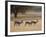 Four Springbok (Antidorcas Marsupialis), Kgalagadi Transfrontier Park, Encompassing the Former Kala-James Hager-Framed Photographic Print