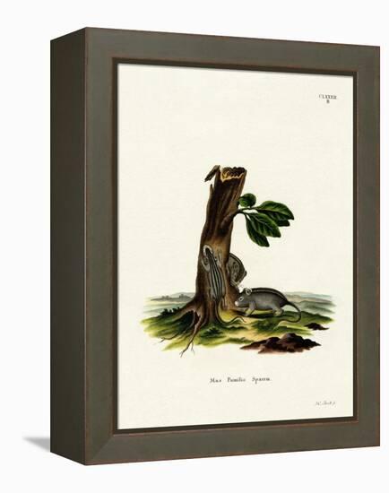 Four-Striped Grass Mouse-null-Framed Premier Image Canvas