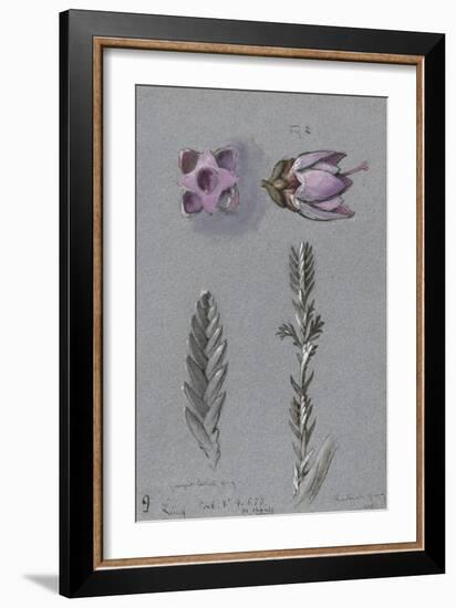 Four Studies of Ling-John Ruskin-Framed Giclee Print