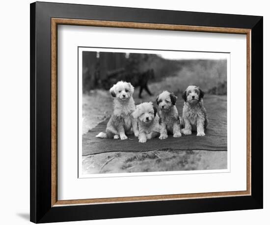 Four Tibetan Terrier Puppies Sitting in a Row. Owner: Greig-null-Framed Photographic Print