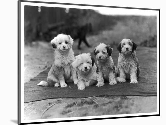 Four Tibetan Terrier Puppies Sitting in a Row. Owner: Greig-null-Mounted Photographic Print