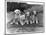 Four Tibetan Terrier Puppies Sitting in a Row. Owner: Greig-null-Mounted Photographic Print