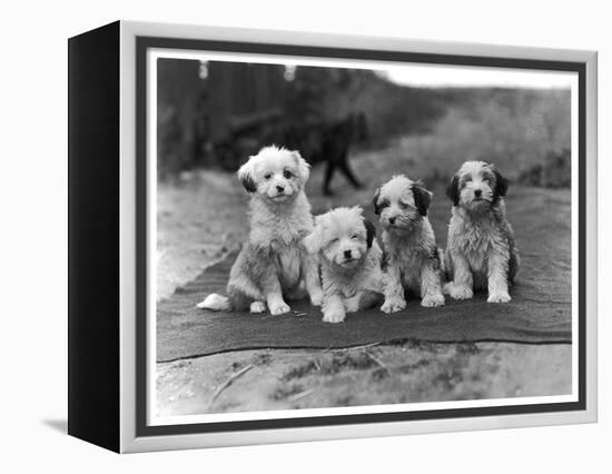 Four Tibetan Terrier Puppies Sitting in a Row. Owner: Greig-null-Framed Premier Image Canvas