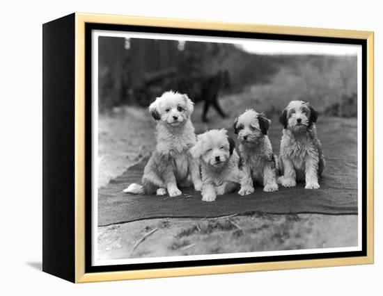 Four Tibetan Terrier Puppies Sitting in a Row. Owner: Greig-null-Framed Premier Image Canvas