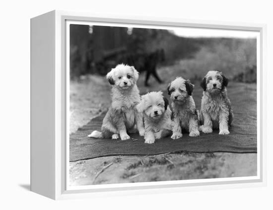 Four Tibetan Terrier Puppies Sitting in a Row. Owner: Greig-null-Framed Premier Image Canvas