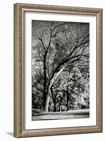 Four Trees-Alan Hausenflock-Framed Photographic Print