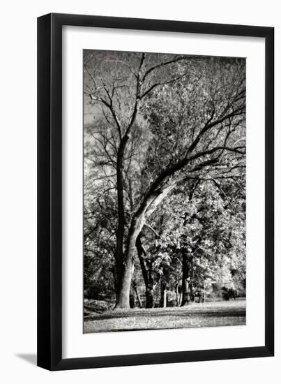 Four Trees-Alan Hausenflock-Framed Photographic Print