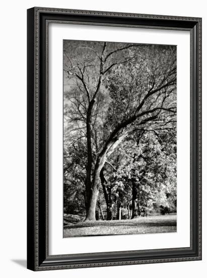 Four Trees-Alan Hausenflock-Framed Photographic Print