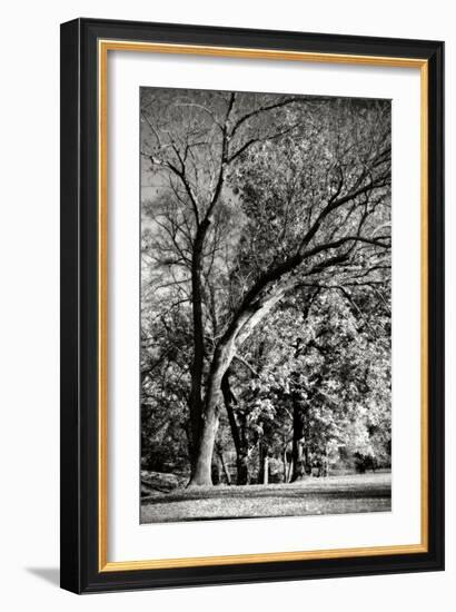 Four Trees-Alan Hausenflock-Framed Photographic Print