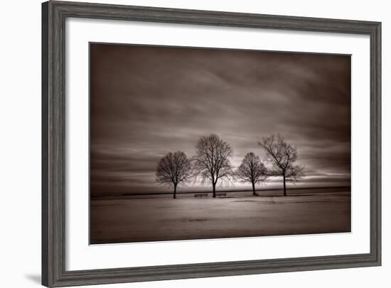 Four Trees-Steve Gadomski-Framed Photographic Print