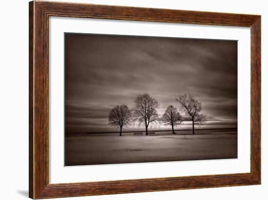 Four Trees-Steve Gadomski-Framed Photographic Print