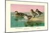 Four Types of Teal Ducks-Allan Brooks-Mounted Art Print