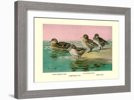 Four Types of Teal Ducks-Allan Brooks-Framed Art Print
