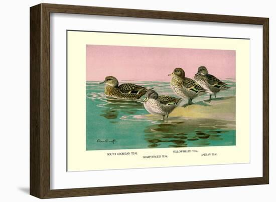 Four Types of Teal Ducks-Allan Brooks-Framed Art Print