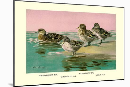 Four Types of Teal Ducks-Allan Brooks-Mounted Art Print