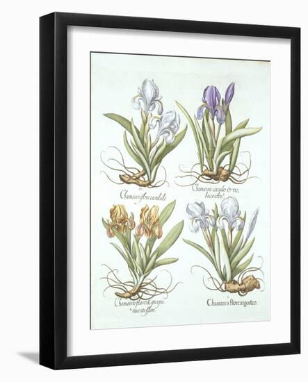 Four Varieties of Rhizomatous Irises, from 'Hortus Eystettensis', by Basil Besler (1561-1629) Pub.-German School-Framed Giclee Print