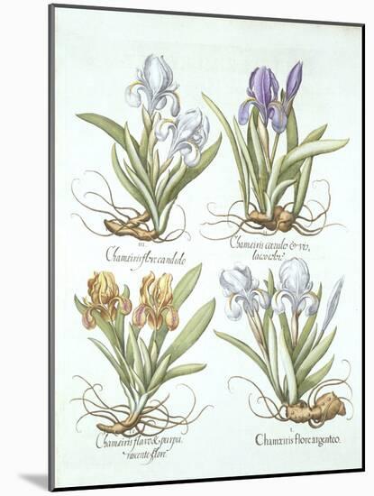 Four Varieties of Rhizomatous Irises, from 'Hortus Eystettensis', by Basil Besler (1561-1629) Pub.-German School-Mounted Giclee Print
