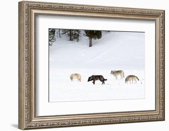 Four Wolves walking in snow, Yellowstone National Park, USA-Danny Green-Framed Photographic Print