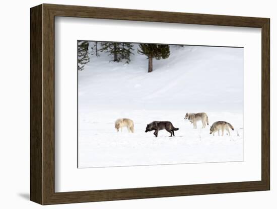 Four Wolves walking in snow, Yellowstone National Park, USA-Danny Green-Framed Photographic Print