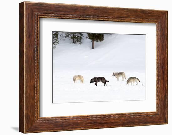 Four Wolves walking in snow, Yellowstone National Park, USA-Danny Green-Framed Photographic Print