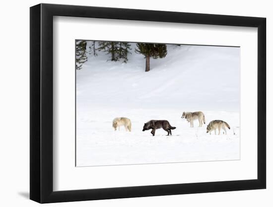 Four Wolves walking in snow, Yellowstone National Park, USA-Danny Green-Framed Photographic Print