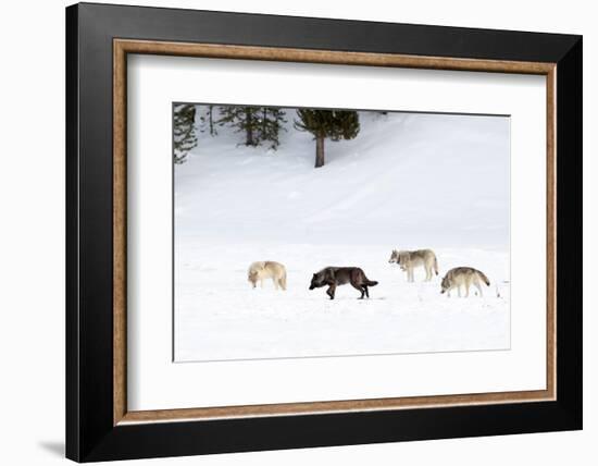 Four Wolves walking in snow, Yellowstone National Park, USA-Danny Green-Framed Photographic Print