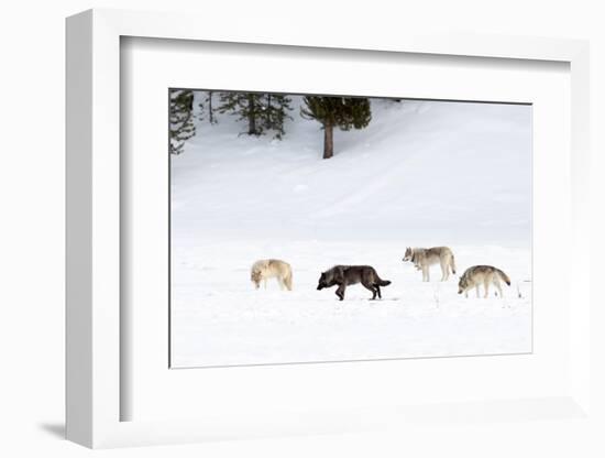 Four Wolves walking in snow, Yellowstone National Park, USA-Danny Green-Framed Photographic Print