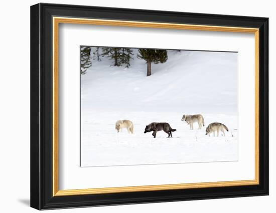 Four Wolves walking in snow, Yellowstone National Park, USA-Danny Green-Framed Photographic Print