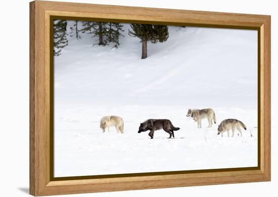 Four Wolves walking in snow, Yellowstone National Park, USA-Danny Green-Framed Premier Image Canvas