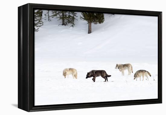 Four Wolves walking in snow, Yellowstone National Park, USA-Danny Green-Framed Premier Image Canvas